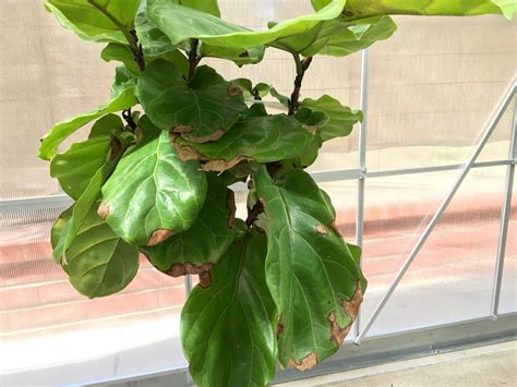 underwater fiddle leaf fig